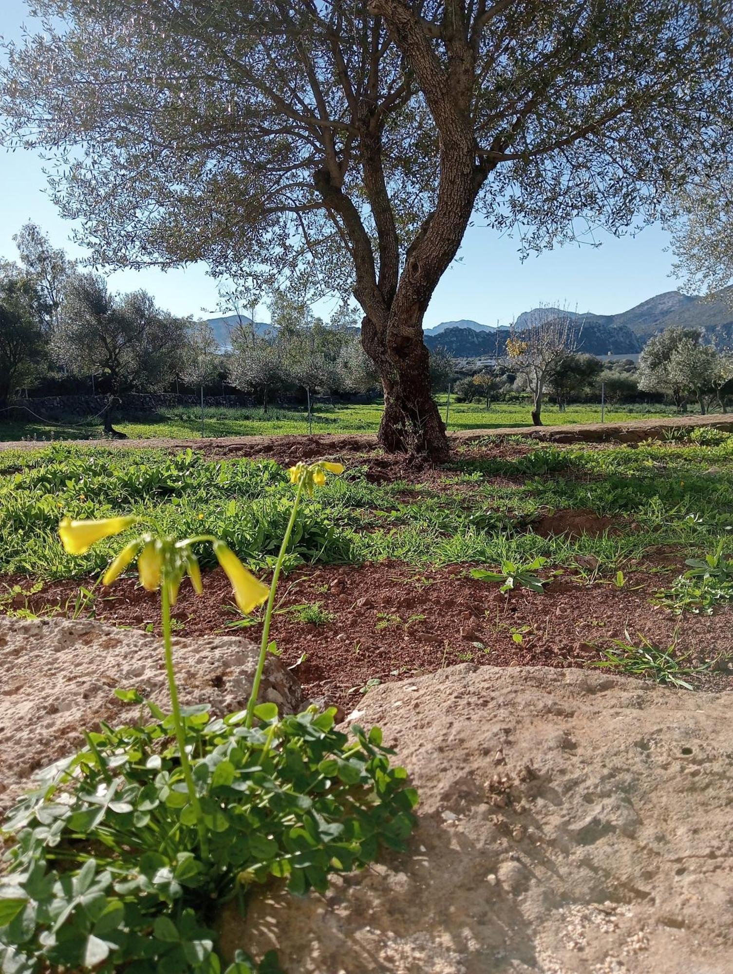 Agriturismo Sa Murta Dorgali Exterior foto